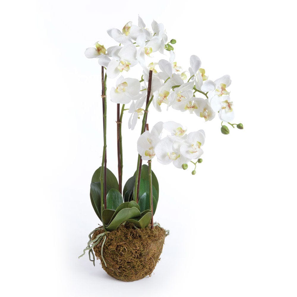 Napa Home Phalaenopsis Orchid Drop in faux flower DI1200