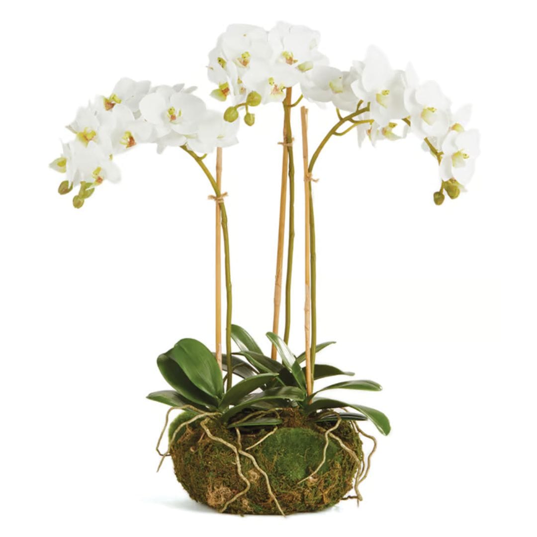 Napa Home Phalaenopsis Orchid Mini Garden Drop-in faux flower K129W