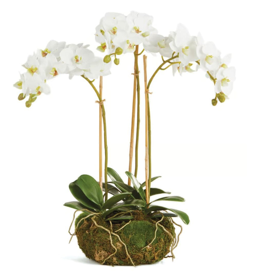 Phalaenopsis Orchid Mini Garden Drop-in