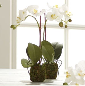 Napa Home Small Phalaenopsis Orchid DI1202
