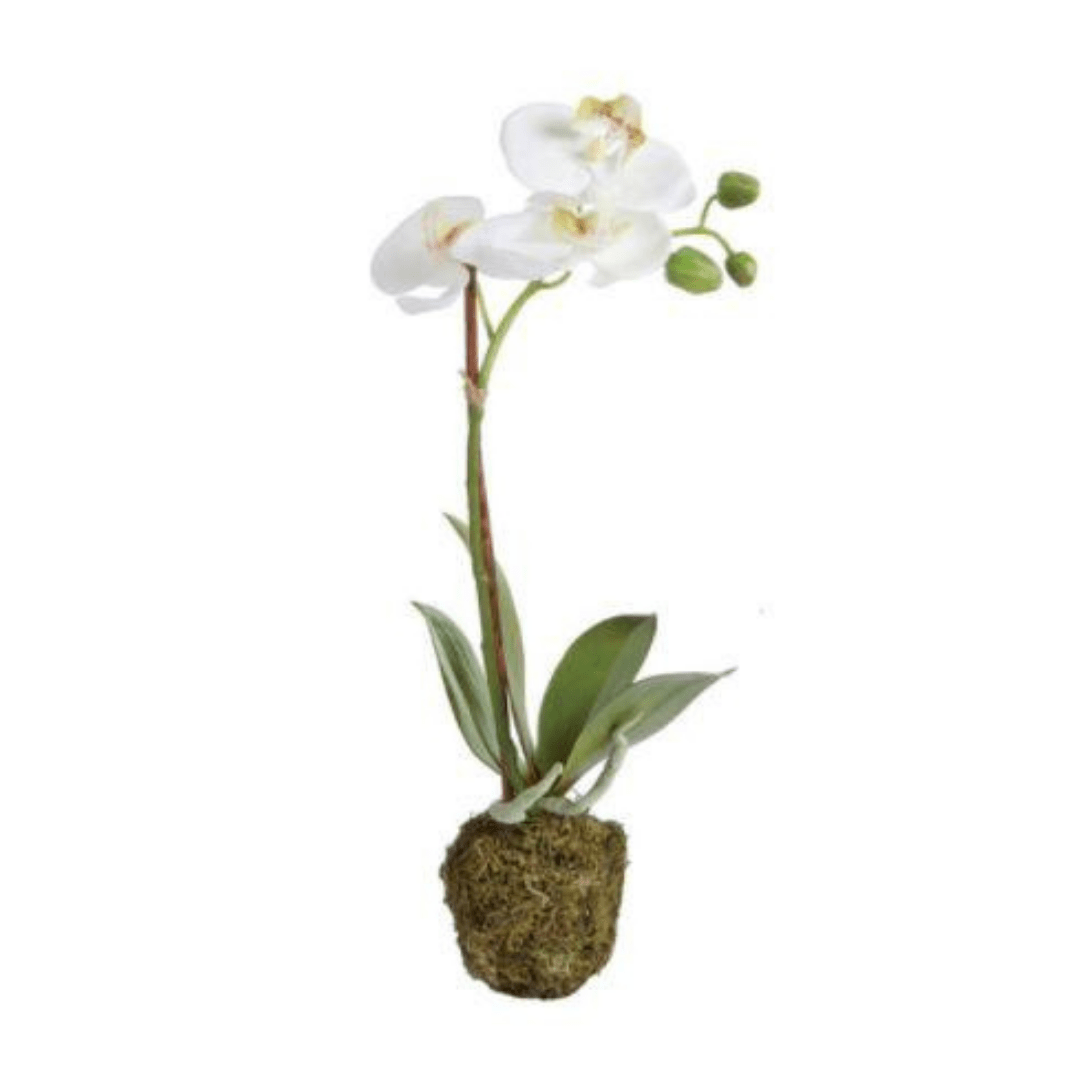 Napa Home Small Phalaenopsis Orchid DI1202