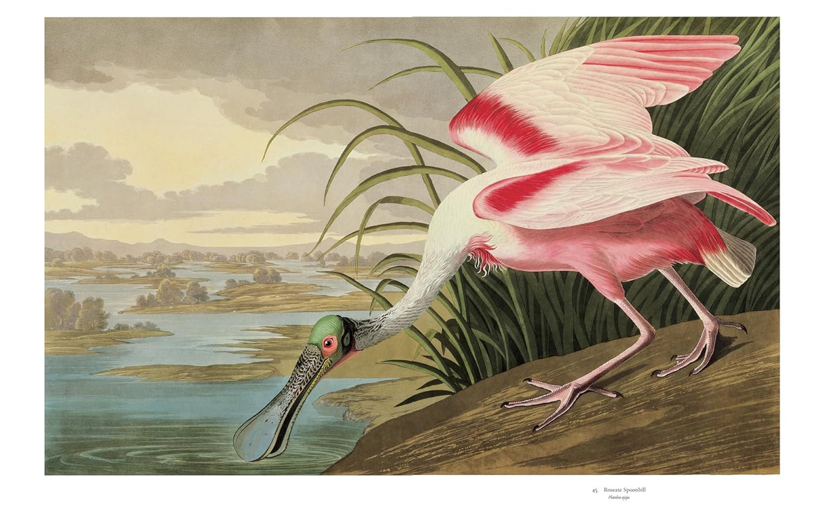 Phaidon Audubon's Birds of America: The Baby Elephant Folio Books