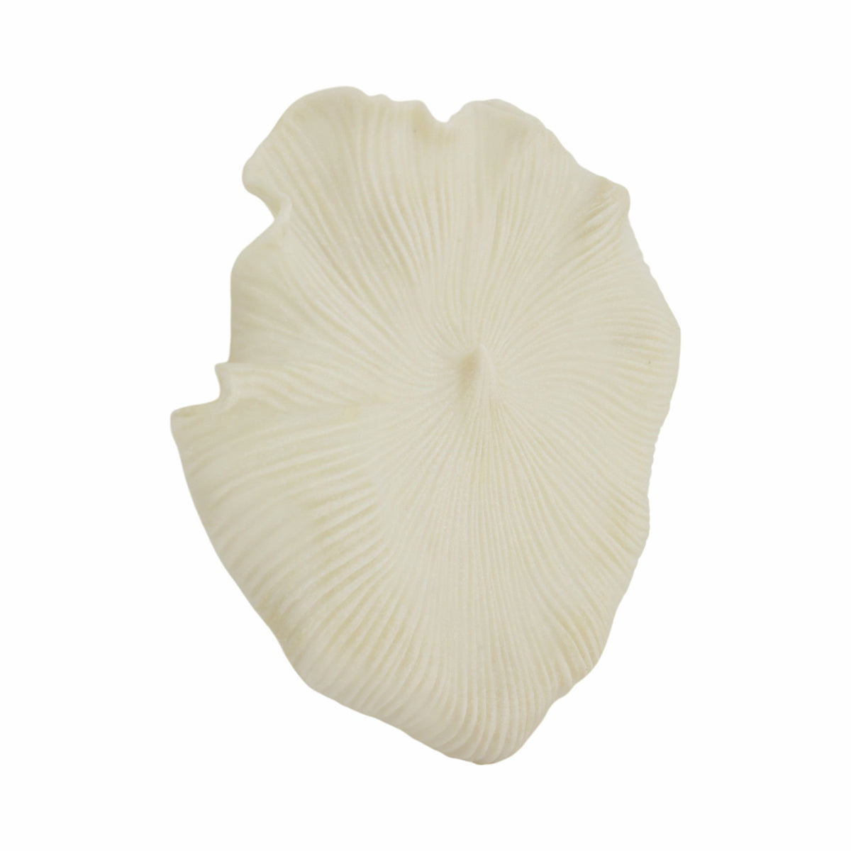 Sagebrook Home Majorca Shell Wall Decor Decor EV21440