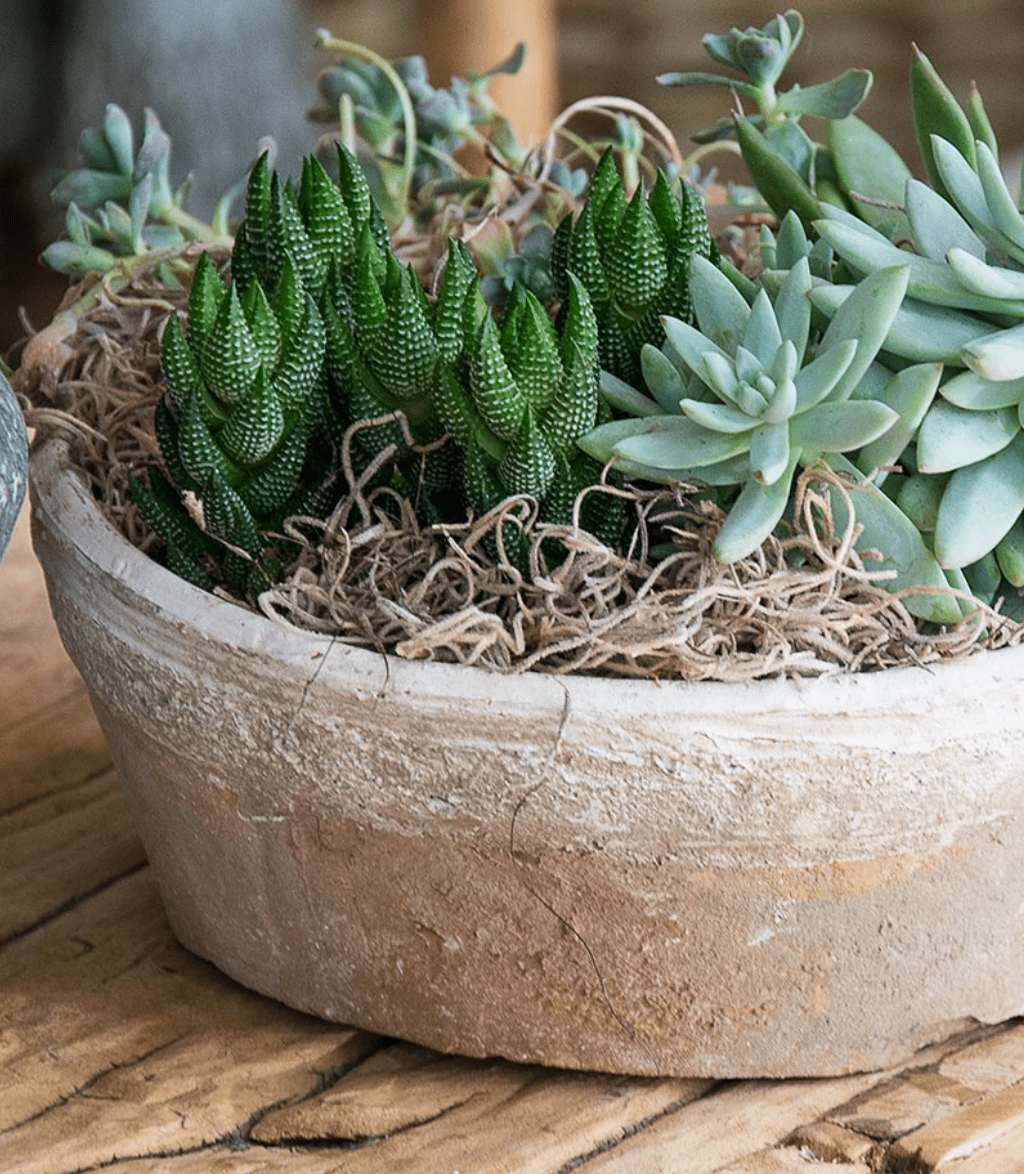 Natural Spanish Moss – Megan Molten Natural Spanish Moss – Megan Molten