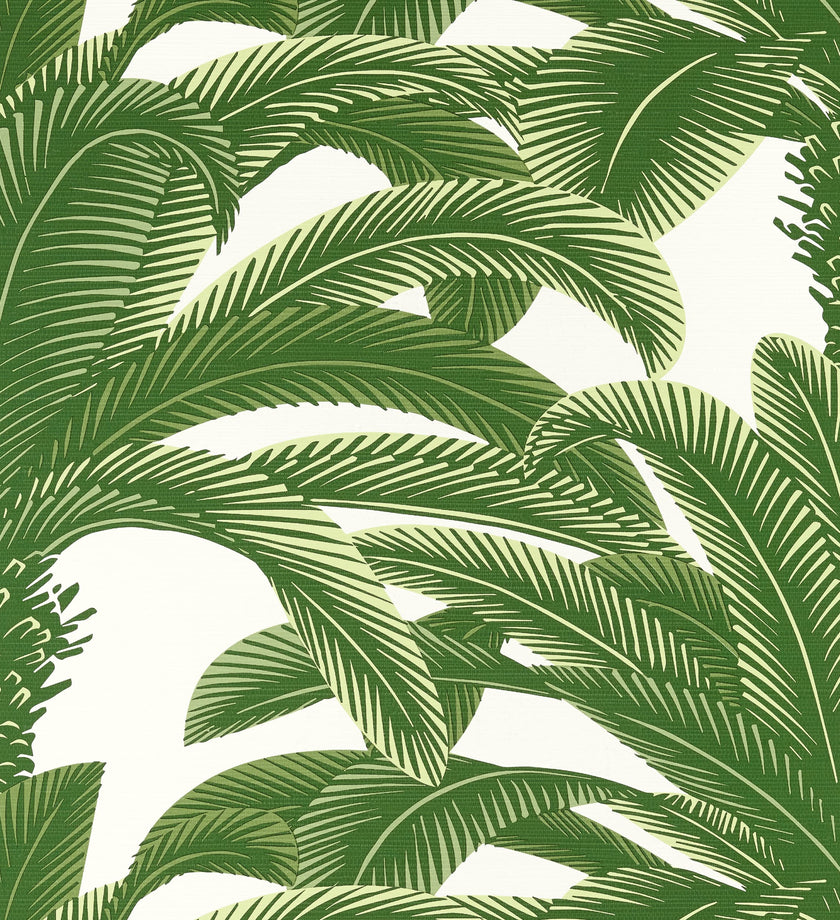 Queen Palm